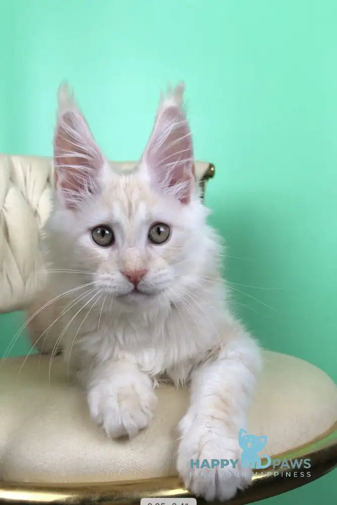 Oliver Maine Coon male red silver live animals