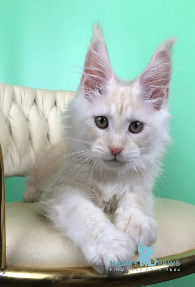 Oliver Maine Coon male red silver live animals