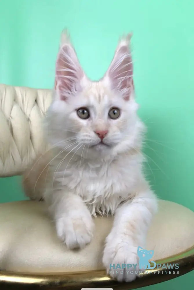 Oliver Maine Coon male red silver live animals