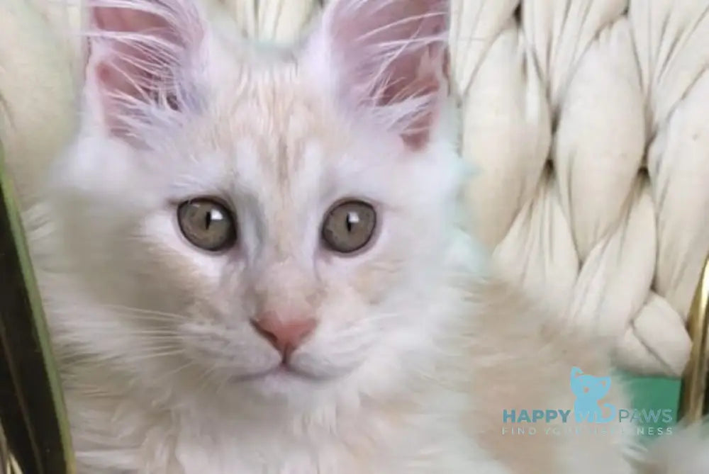 Oliver Maine Coon male red silver live animals