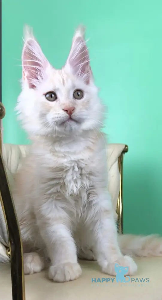 Oliver Maine Coon male red silver live animals