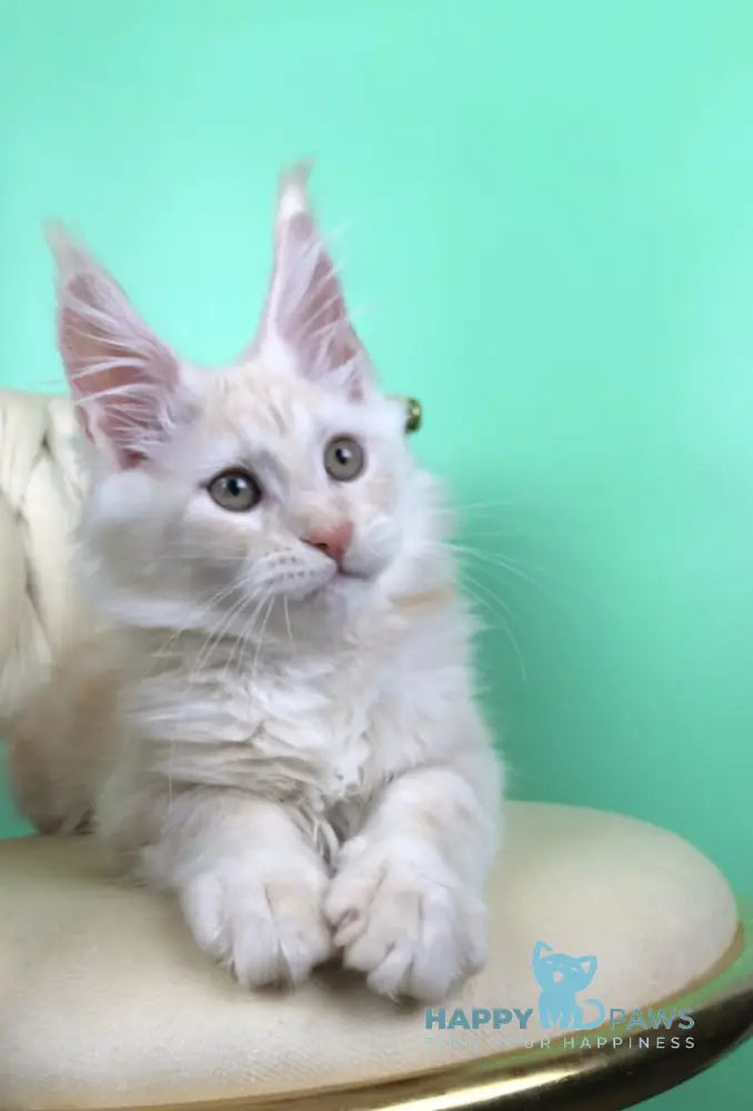 Oliver Maine Coon male red silver live animals