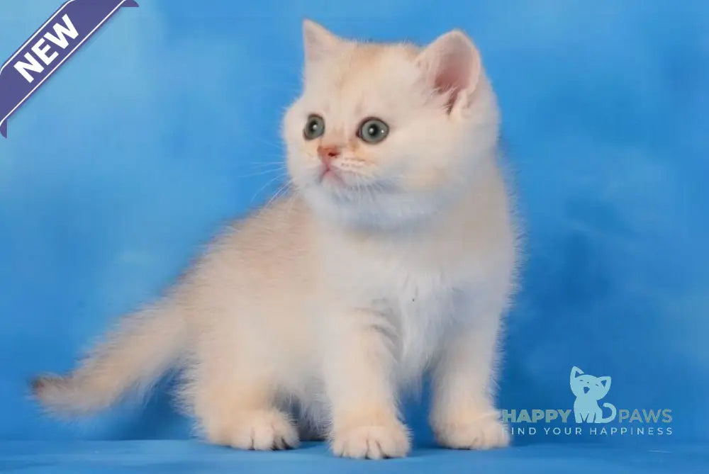 Oliver Scottish Straight male chocolate silver shaded live animals