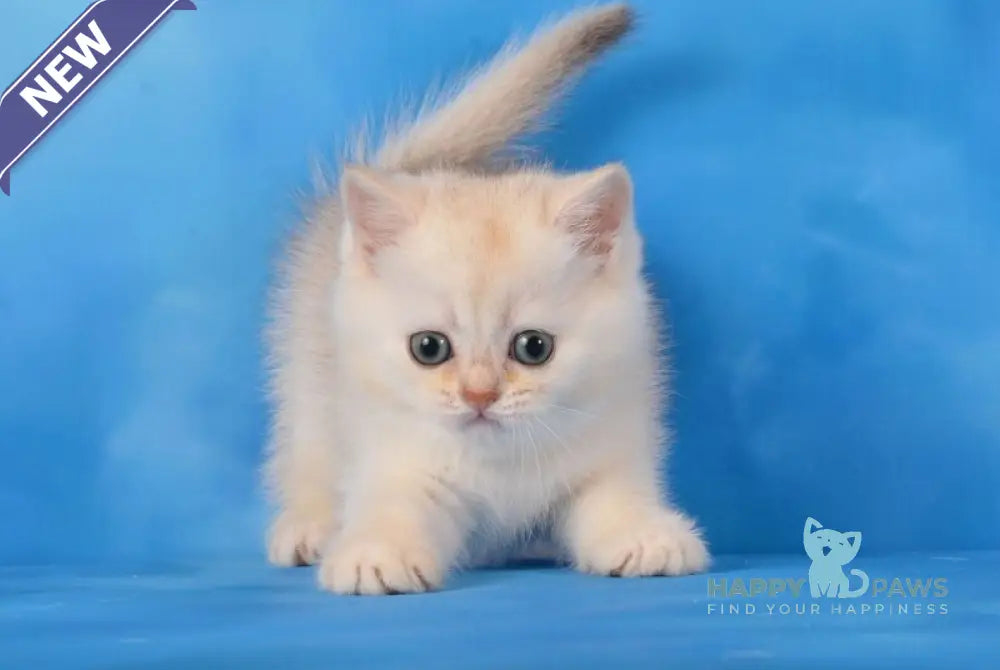 Oliver Scottish Straight male chocolate silver shaded live animals