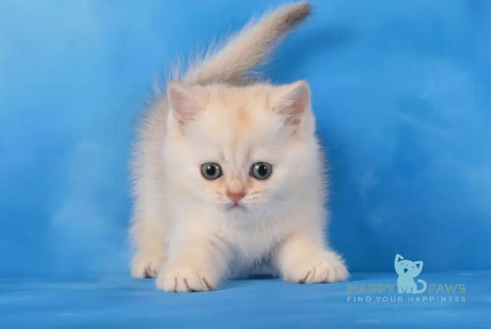 Oliver Scottish Straight male chocolate silver shaded live animals
