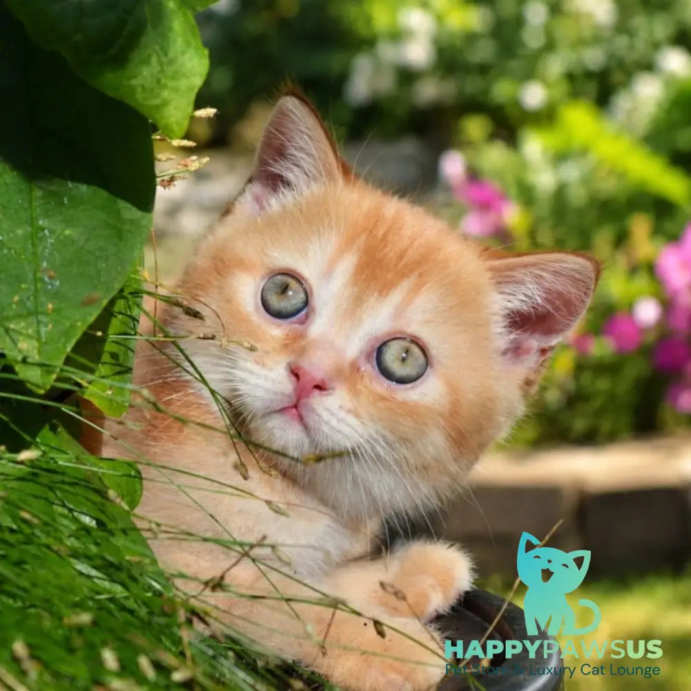 Oliver Scottish Straight male red ticked tabby - live animals