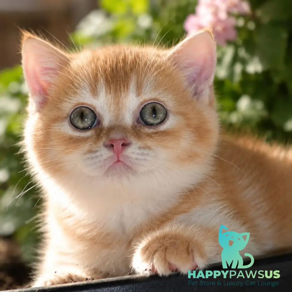 Oliver Scottish Straight male red ticked tabby - live animals