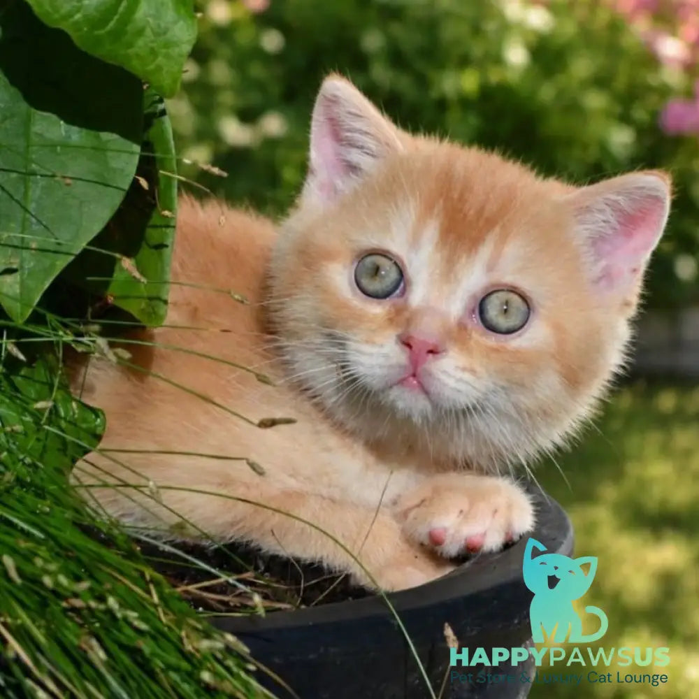 Oliver Scottish Straight male red ticked tabby - live animals
