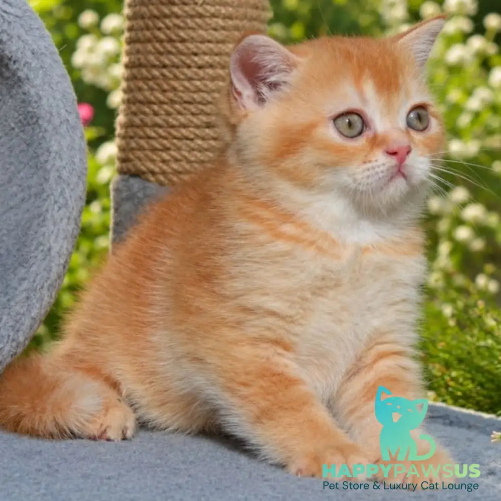 Oliver Scottish Straight male red ticked tabby - live animals