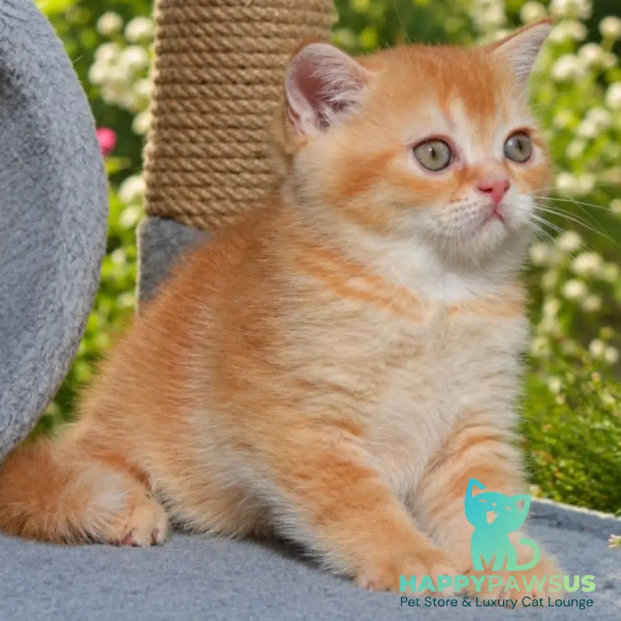 Oliver Scottish Straight male red ticked tabby - live animals