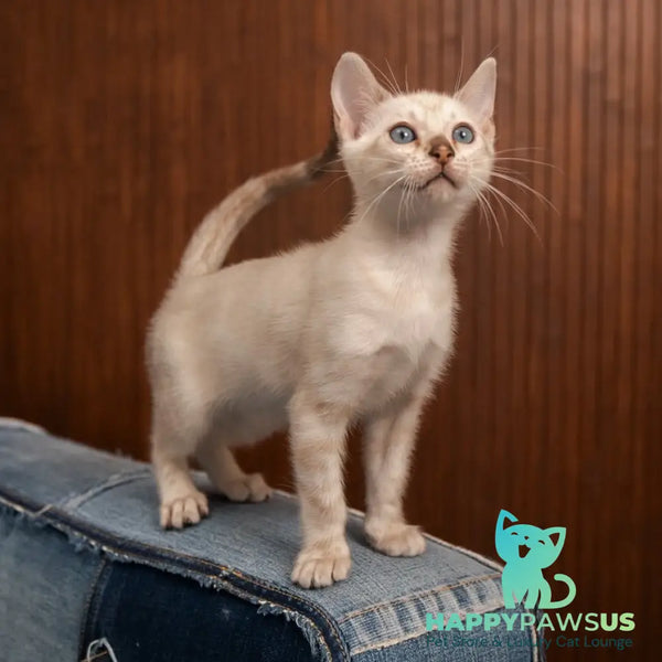 Olivia Bengal female black pointed - live animals