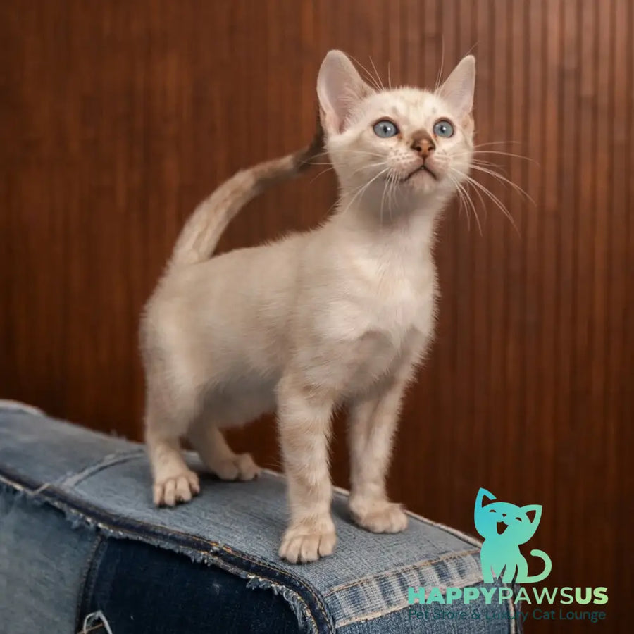 Olivia Bengal female black pointed - live animals
