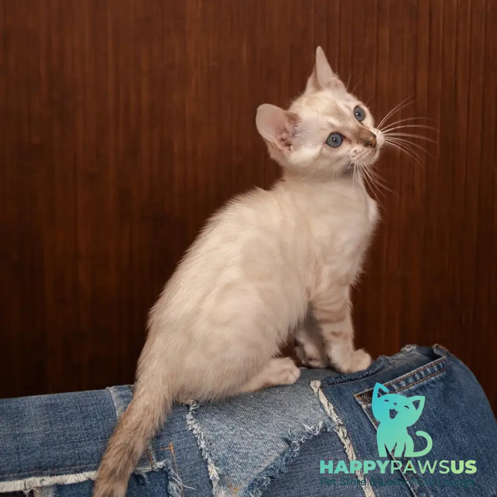Olivia Bengal female black pointed - live animals
