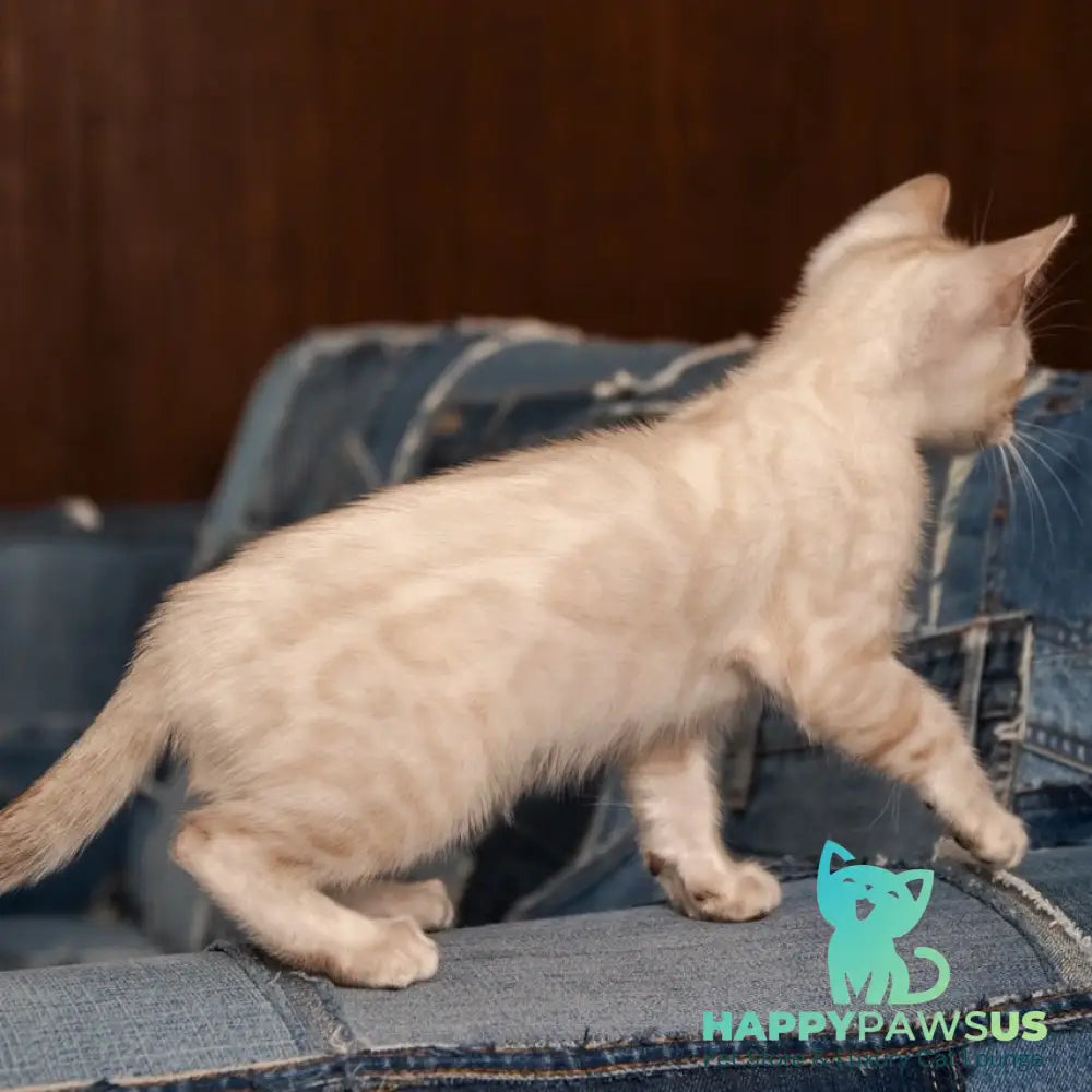 Olivia Bengal female black pointed - live animals