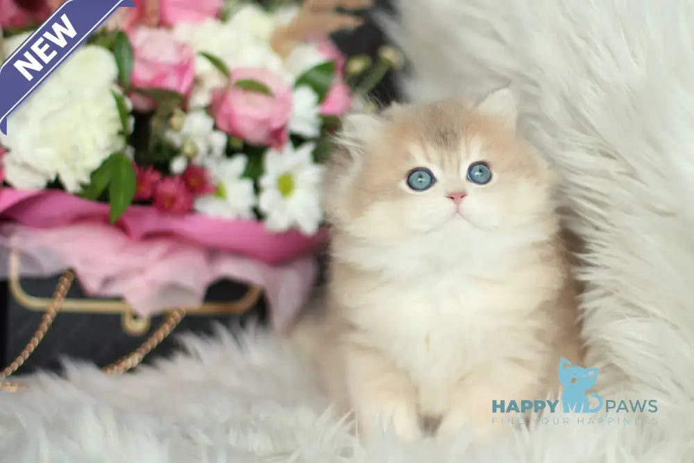 Olivia British Longhair female black golden shaded live animals
