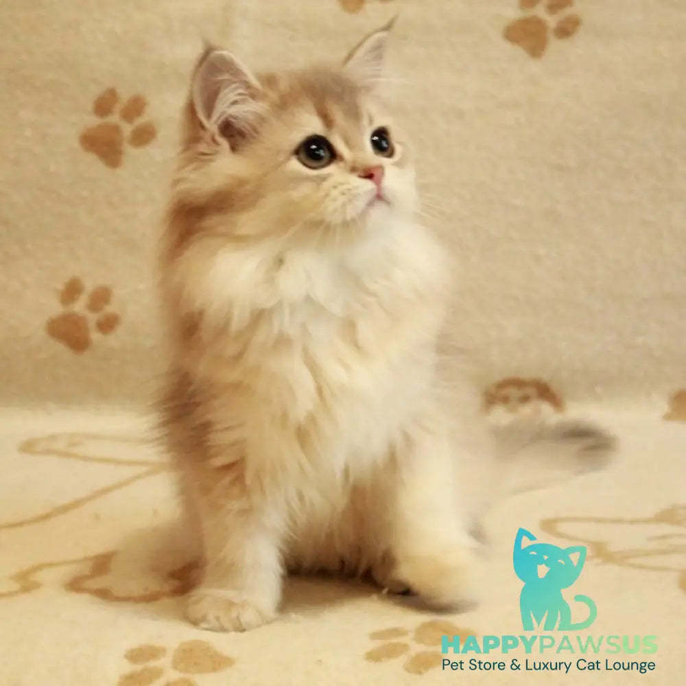 Olivia British Longhair female blue golden shaded - live animals