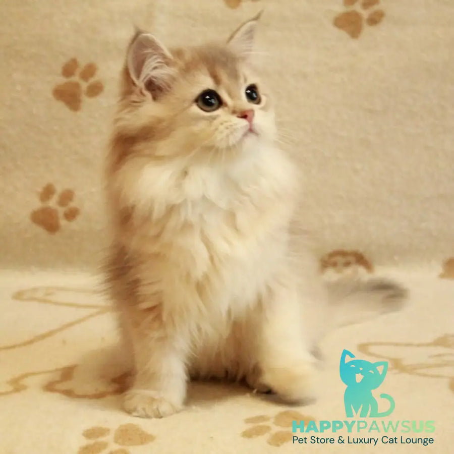 Olivia British Longhair female blue golden shaded - live animals