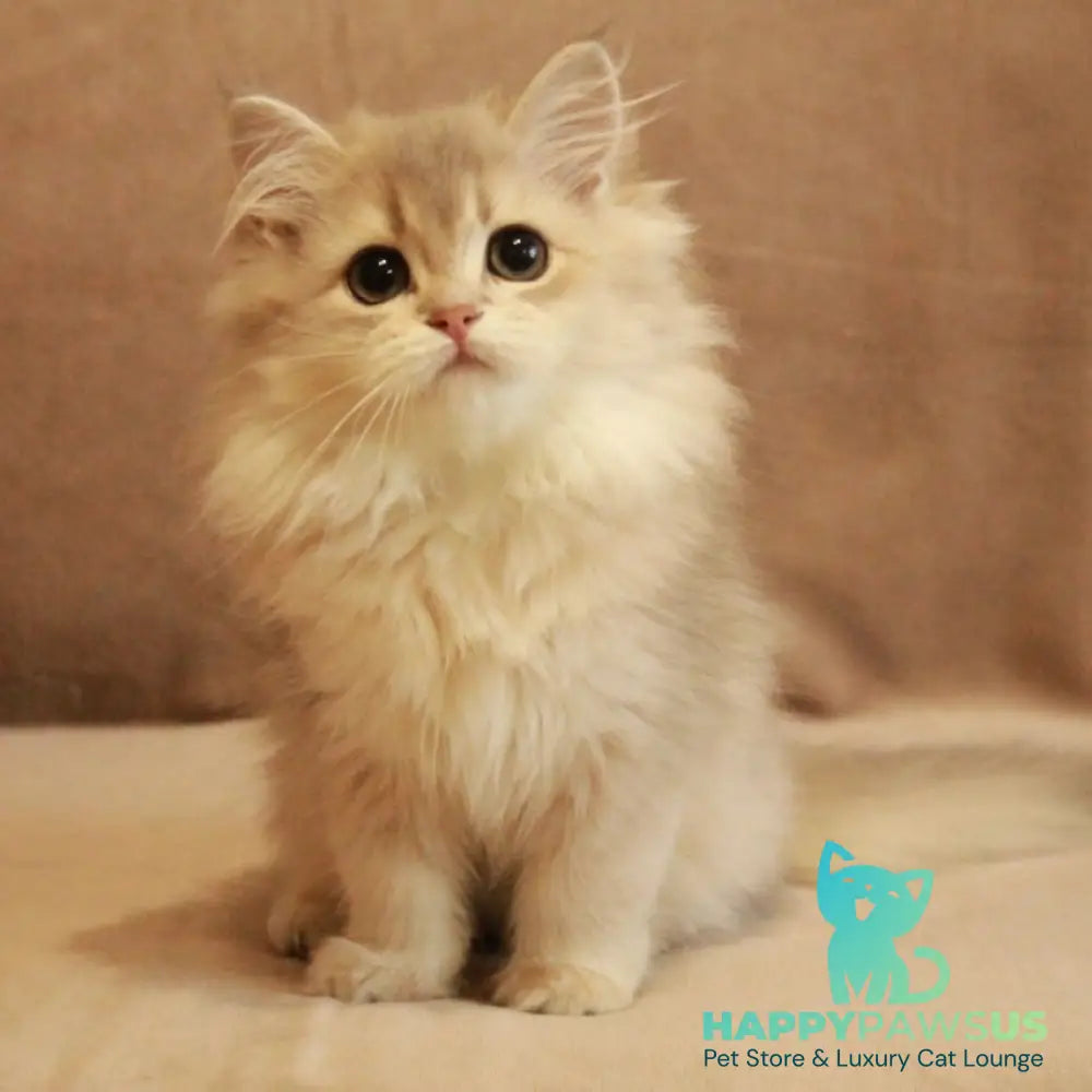 Olivia British Longhair female blue golden shaded - live animals