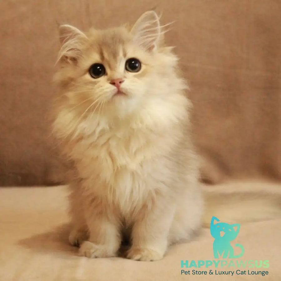 Olivia British Longhair female blue golden shaded - live animals