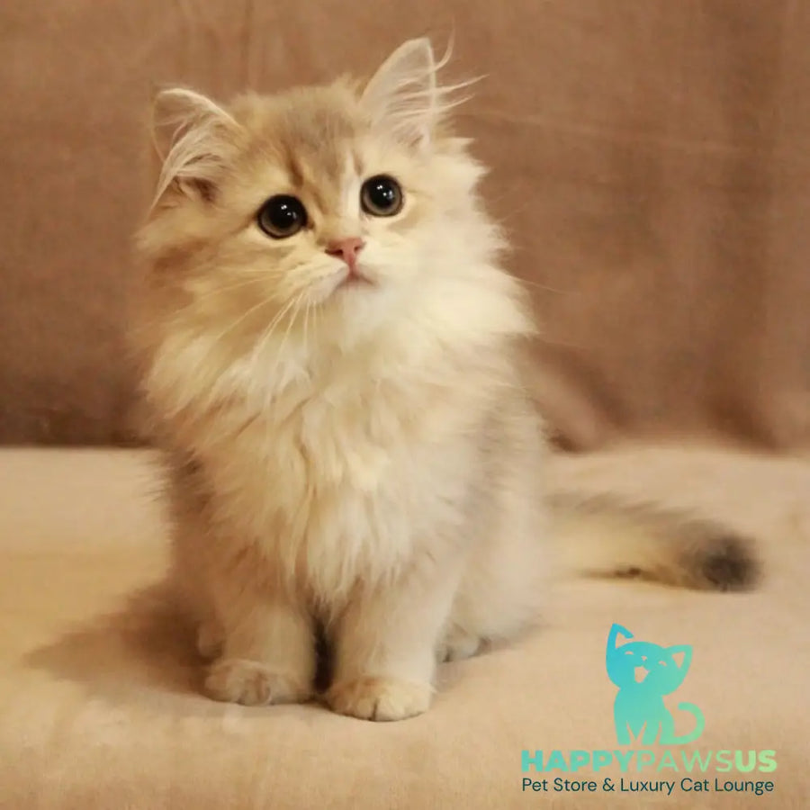 Olivia British Longhair female blue golden shaded - live animals