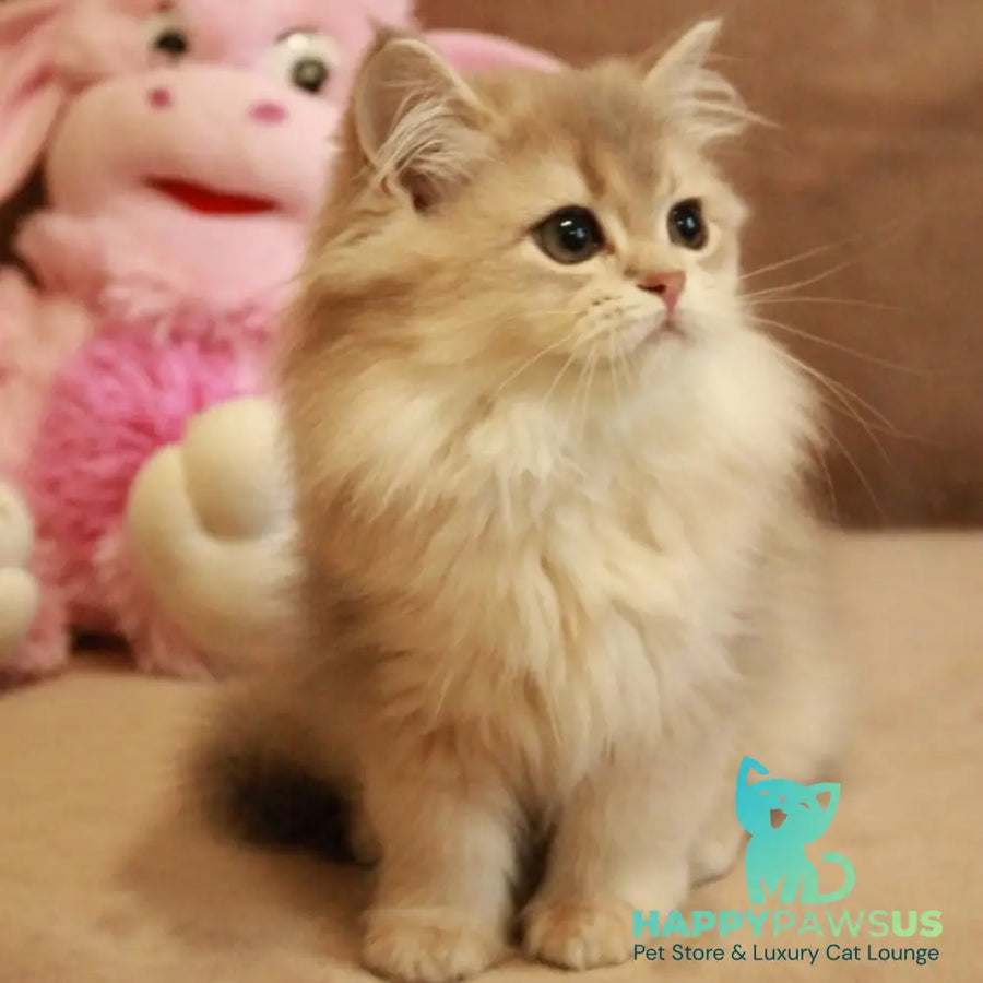Olivia British Longhair female blue golden shaded - live animals