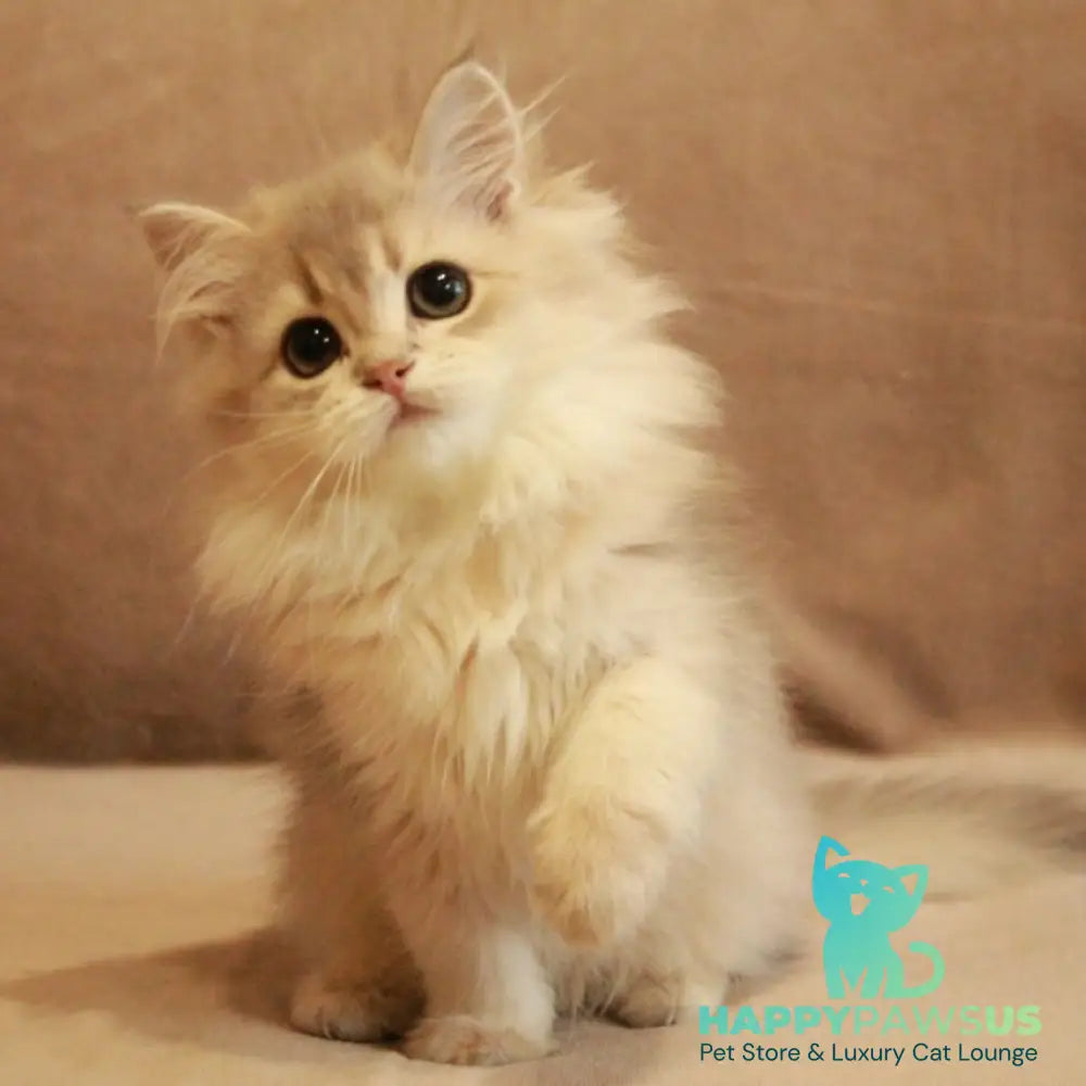 Olivia British Longhair female blue golden shaded - live animals