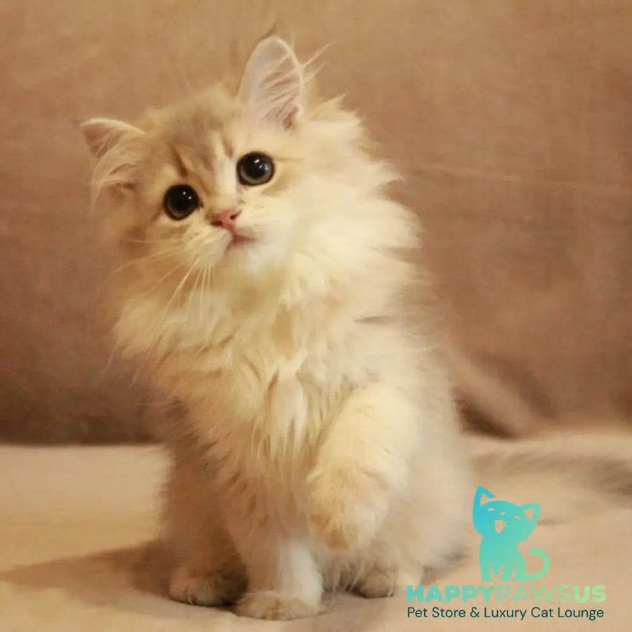 Olivia British Longhair female blue golden shaded - live animals