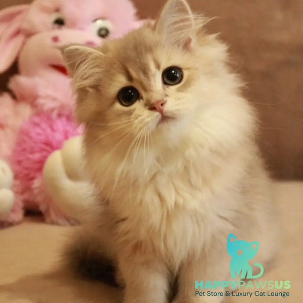 Olivia British Longhair female blue golden shaded - live animals