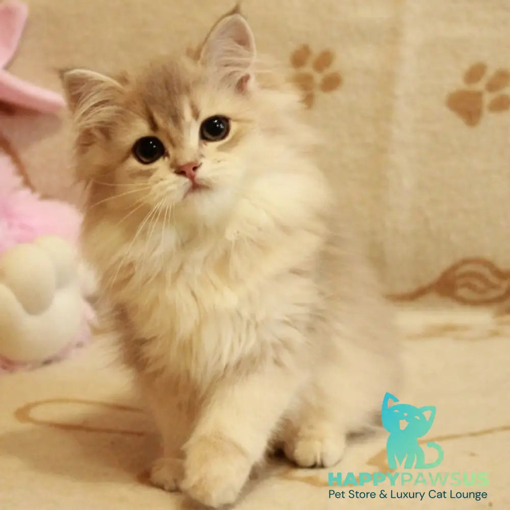 Olivia British Longhair female blue golden shaded - live animals