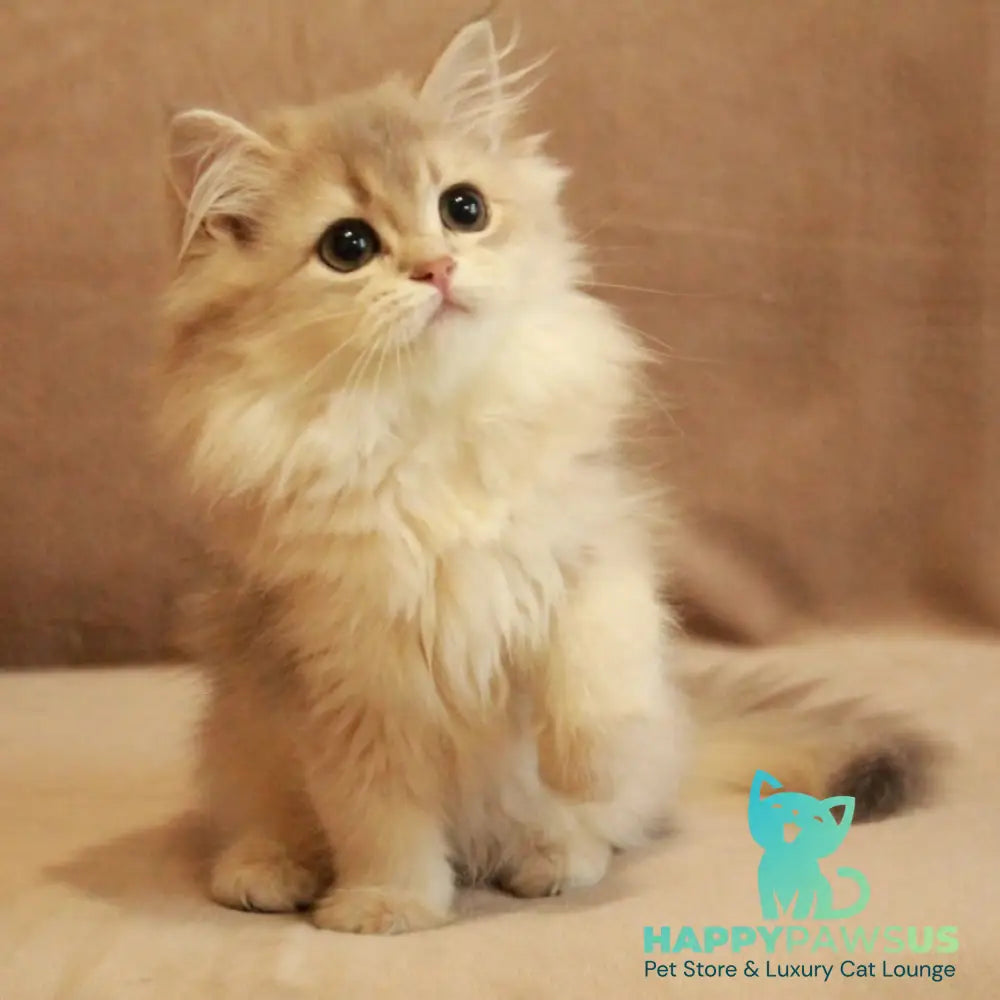 Olivia British Longhair female blue golden shaded - live animals