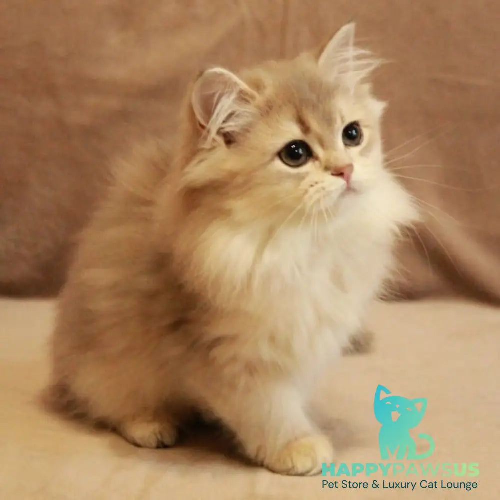 Olivia British Longhair female blue golden shaded - live animals