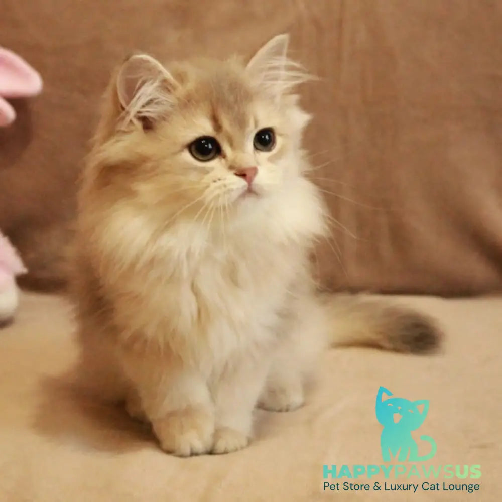 Olivia British Longhair female blue golden shaded - live animals