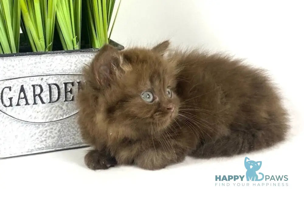 Olivia British Longhair female chocolate live animals