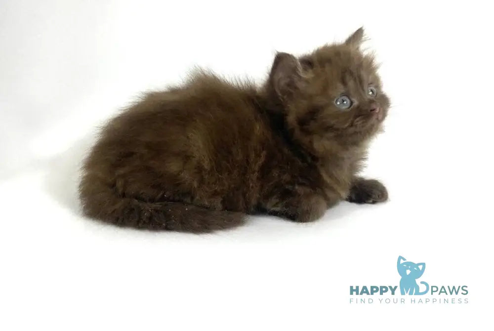 Olivia British Longhair female chocolate live animals