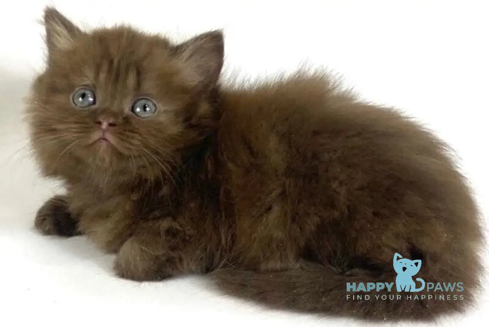Olivia British Longhair female chocolate live animals