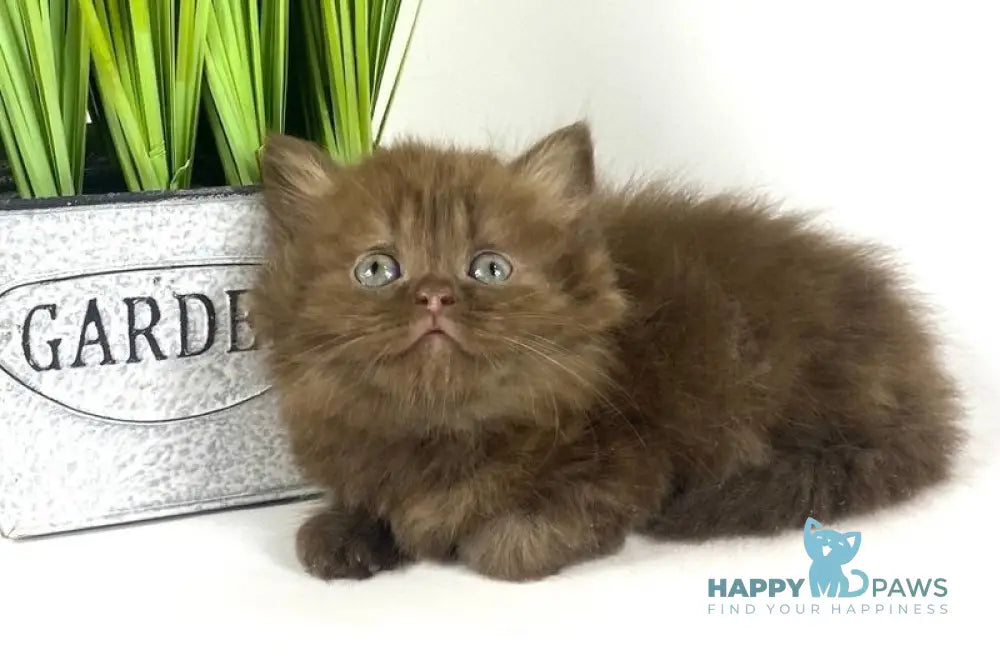 Olivia British Longhair female chocolate live animals