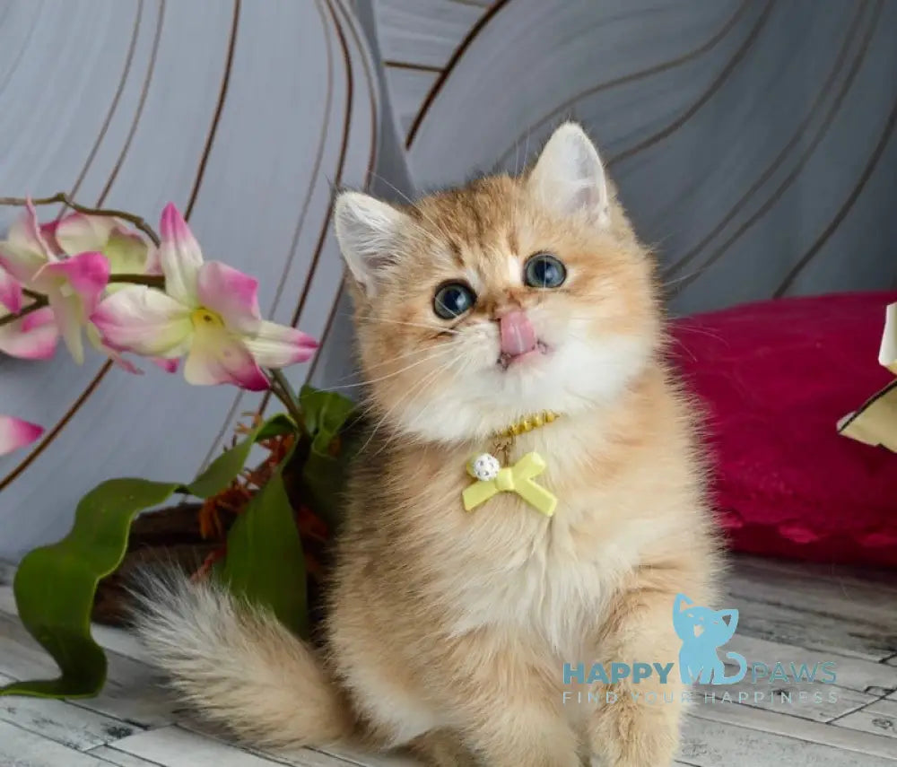 Olivia British Shorthair female black golden shaded live animals