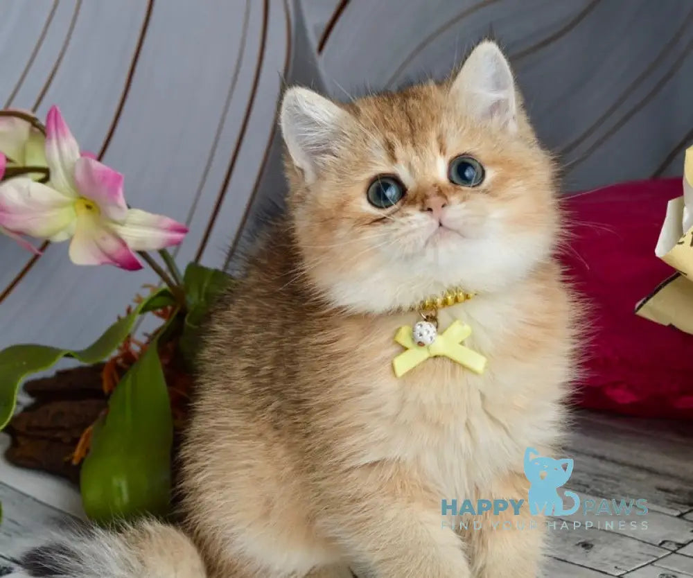 Olivia British Shorthair female black golden shaded live animals