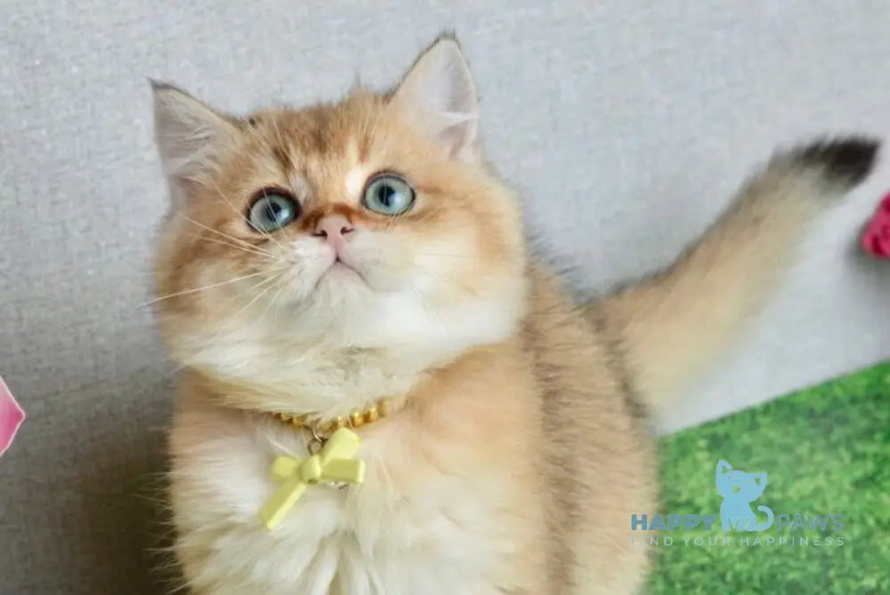 Olivia British Shorthair female black golden shaded live animals