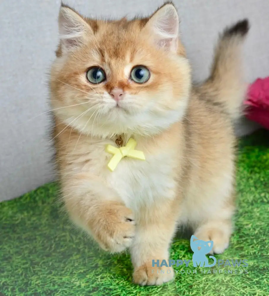 Olivia British Shorthair female black golden shaded live animals