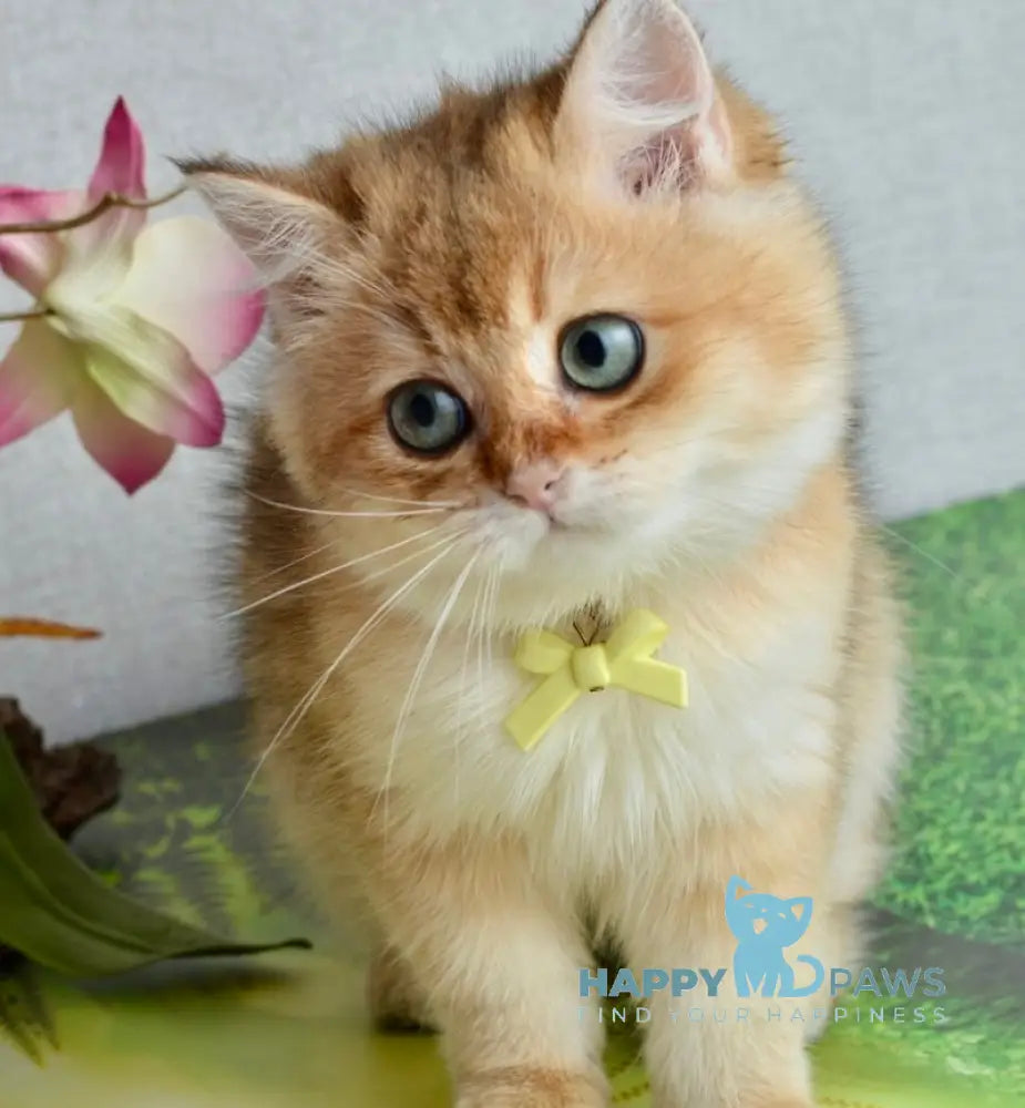 Olivia British Shorthair female black golden shaded live animals