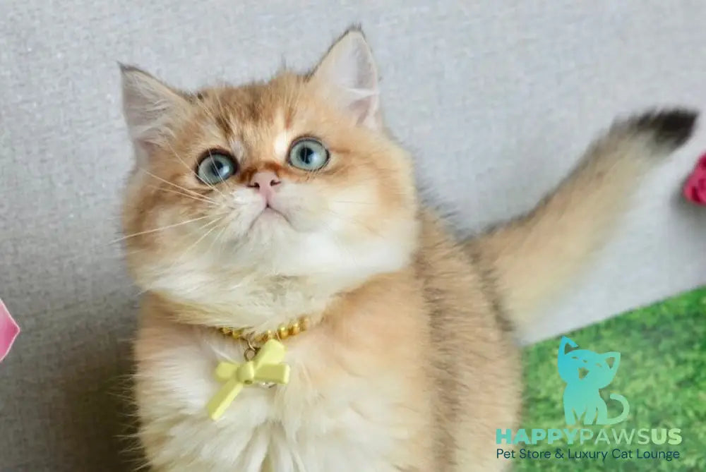 Olivia British Shorthair female black golden shaded live animals
