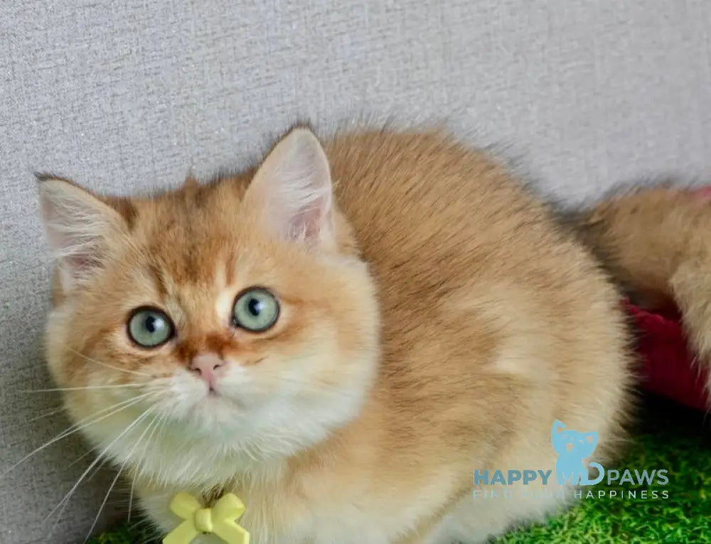 Olivia British Shorthair female black golden shaded live animals