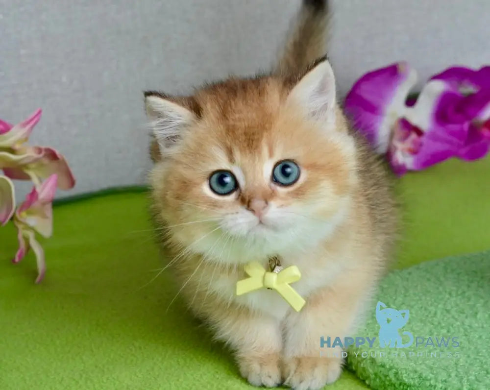 Olivia British Shorthair female black golden shaded live animals