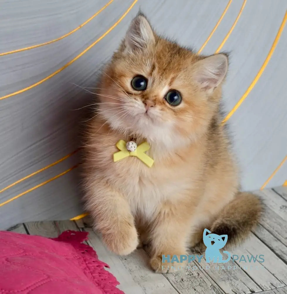 Olivia British Shorthair female black golden shaded live animals