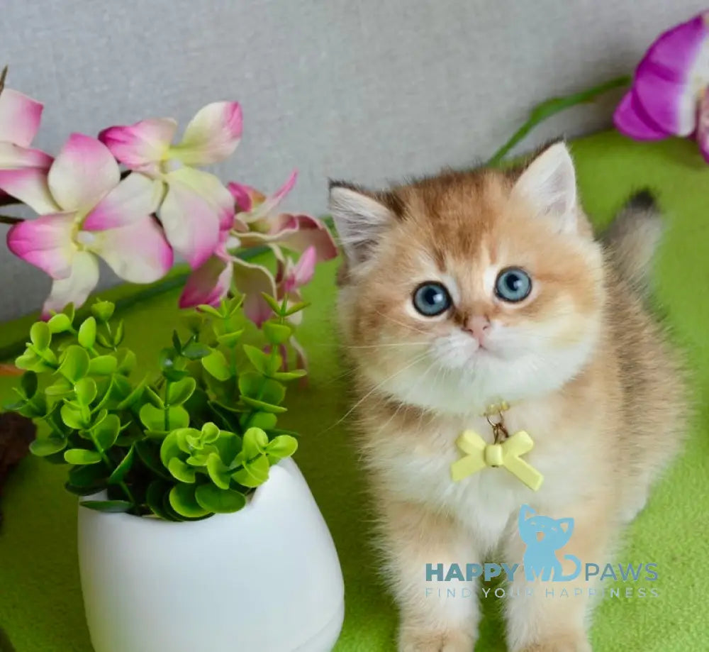 Olivia British Shorthair female black golden shaded live animals