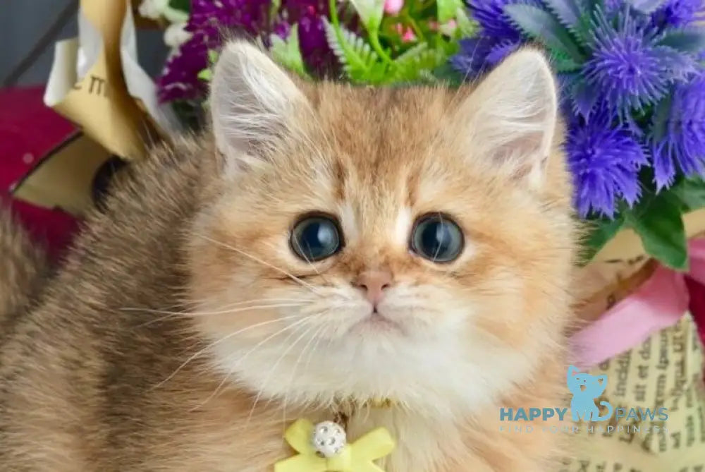 Olivia British Shorthair female black golden shaded live animals