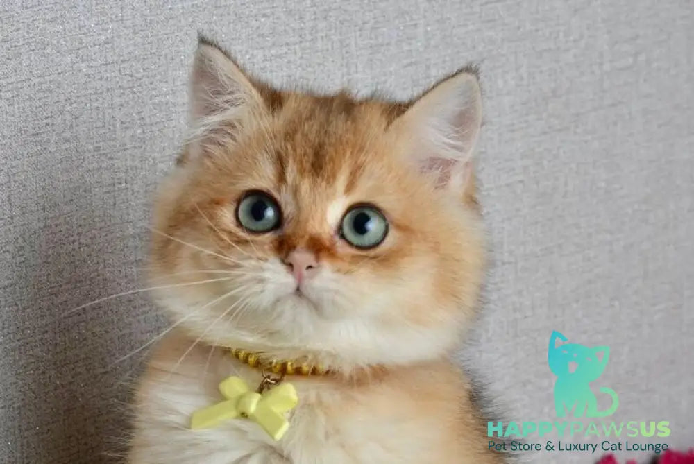 Olivia British Shorthair female black golden shaded live animals
