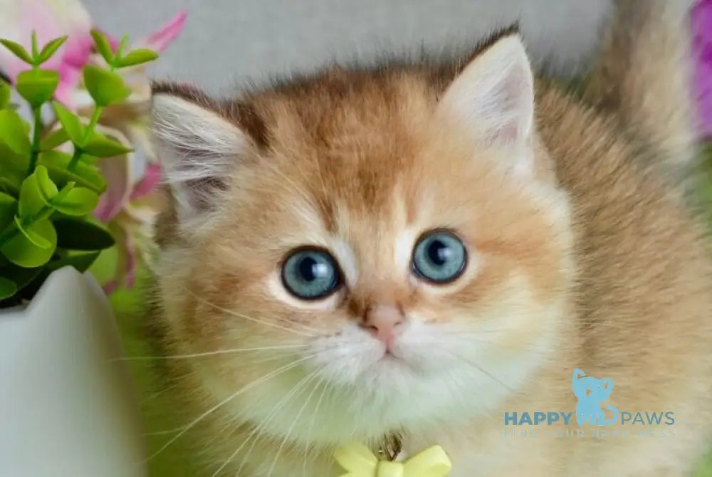 Olivia British Shorthair female black golden shaded live animals