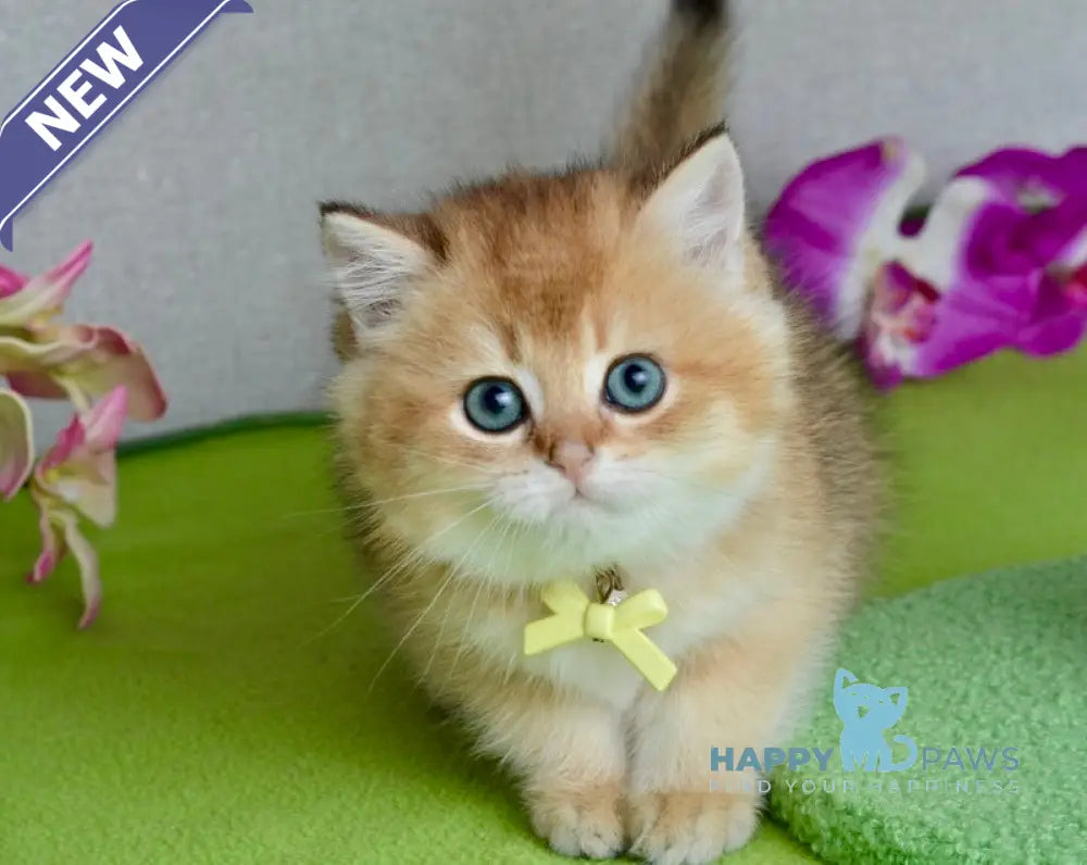 Olivia British Shorthair female black golden shaded live animals